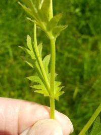 Phacelia purshii image